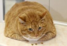 Коти на дієті: зоозахисники занепокоєнні надмірним загодовуванням домашніх улюбленців