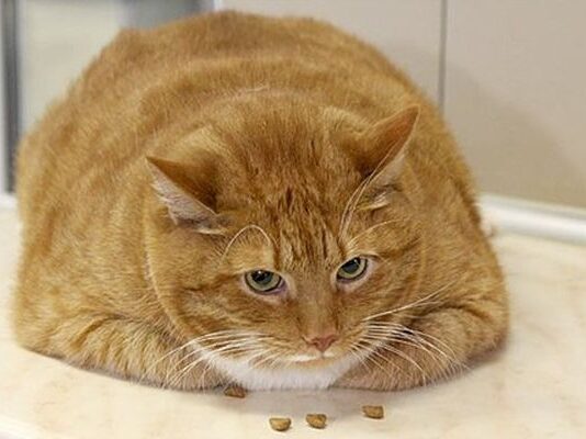 Коты на диете: зоозащитники обеспокоены чрезмерным перекармливанием домашних любимцев