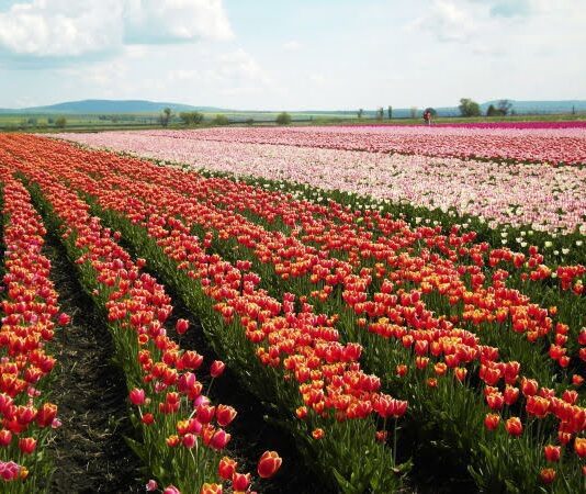 Цього року Буковина поповниться ще одним тюльпановим полем
