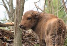 На Буковині поповнення у родині зубрів: народилися двоє маленьких зубренят