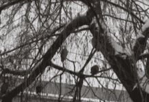 У Чернівцях на вербі зимують сови