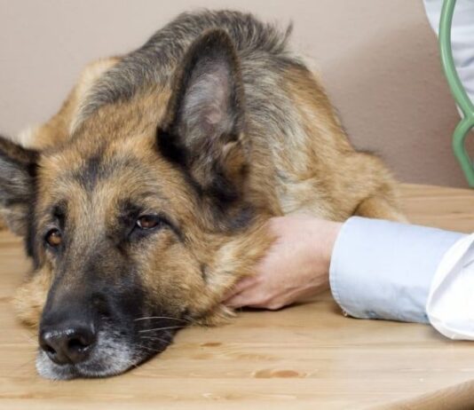 У Чернівцях невідомі особи цілеспрямовано отруїли дворових собак