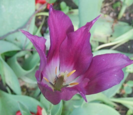 Какие цветы сажают весной?