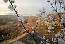 Синоптики розповіли якою має бути погода у квітні. Коли у Чернівцях розпочнеться справжня весна