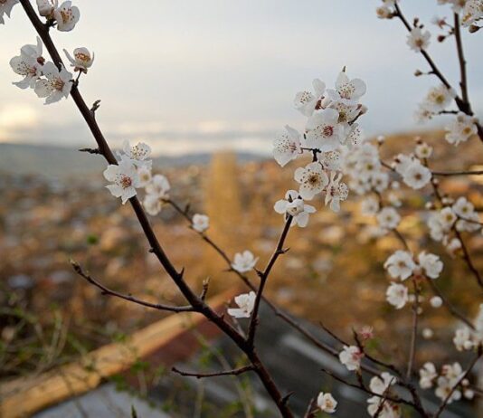 Синоптики розповіли якою має бути погода у квітні. Коли у Чернівцях розпочнеться справжня весна