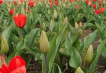На Буковині відбувся фестиваль тюльпанів