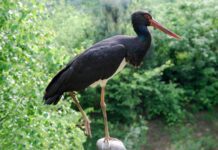 Врятувати чорного лелеку. На Буковині допомагатимуть птахам