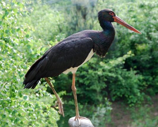 Врятувати чорного лелеку. На Буковині допомагатимуть птахам