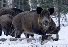 У мисливських угіддях Чернівецької області провели облік диких тварин