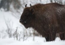 На Буковині голодні зубри прийшли до людей