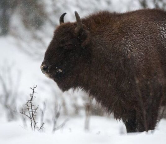 На Буковине голодные зубры пришли к людям