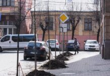 Де у Чернівцях цього року висадять дерева