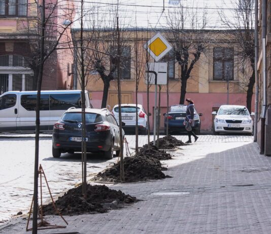 Де у Чернівцях цього року висадять дерева