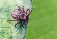 Паркові зони Чернівців оброблятимуть від кліщів