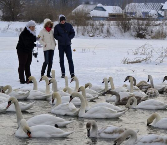 Сотни белых лебедей снова прилетели зимовать в Чорторыю