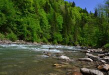 На Буковині гірські річки є одними з найчистіших в Україні