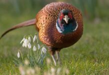 На Буковині лісівники хочуть відновити популяцію фазанів