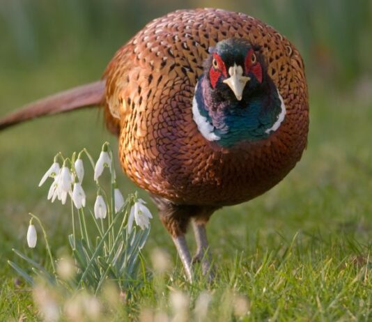 На Буковине лесоводы хотят восстановить популяцию фазанов