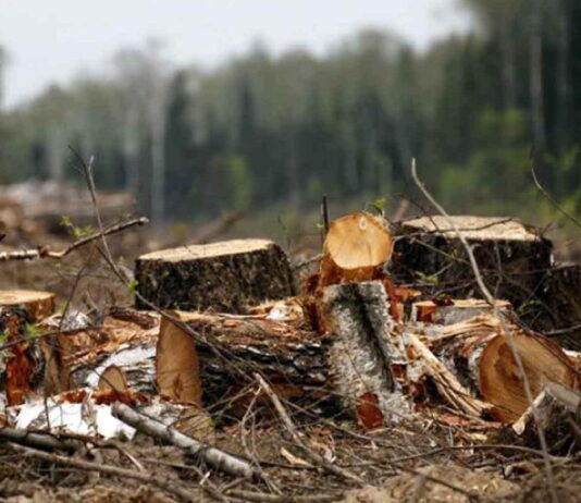 На Буковині не дотримуються природоохоронного законодавства: страждають ліси, вода і ресурси