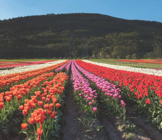 Коли у Реваківцях пройде фестиваль «Долина тюльпанів»