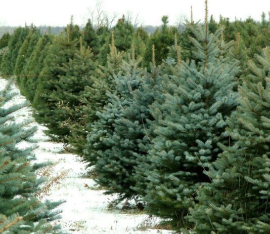 На Буковині розпочали операцію "Новорічна ялинка"