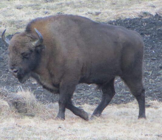 На Сторожинеччину привезли зубра Мулата німецької крові