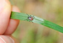 Як вберегтися від кліщів, щоб не підчепити інфекцію