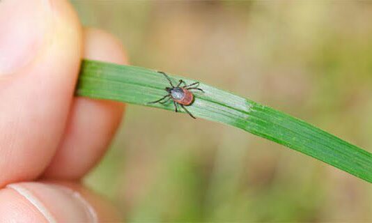 Як вберегтися від кліщів, щоб не підчепити інфекцію