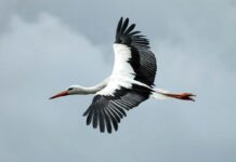 На Буковину прилетіли перші лелеки