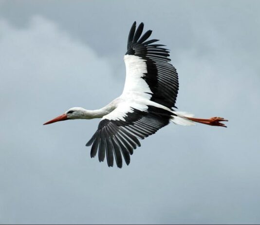 На Буковину прилетіли перші лелеки