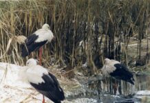 Через похолодання людей закликають рятувати лелек