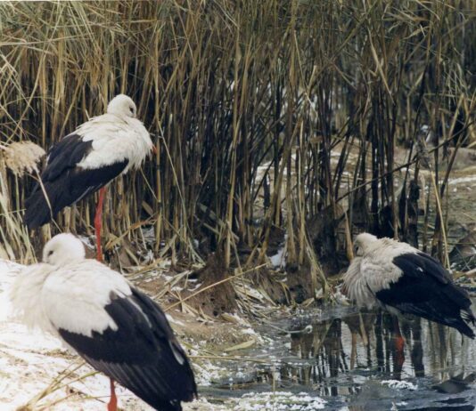 Через похолодання людей закликають рятувати лелек