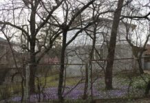 Чернівчани створили галявину квітів біля свого дому