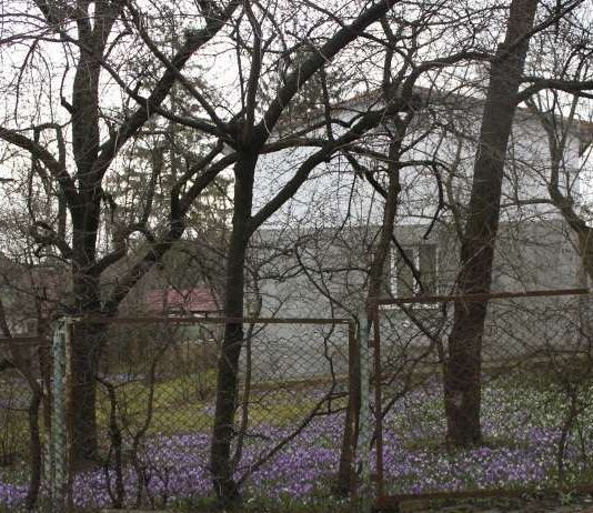 Чернівчани створили галявину квітів біля свого дому