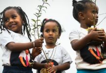 Чи здатне масове озеленення планети зупинити негативні кліматичні зміни?