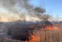 Чернівчан закликають не спалювати суху траву