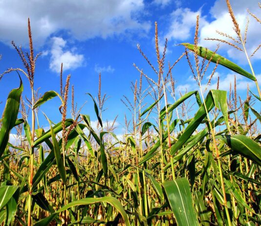 Заморозки та дощі знищують буковинські посівні культури