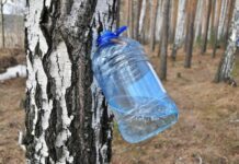 Сбор березового сока: как это делают