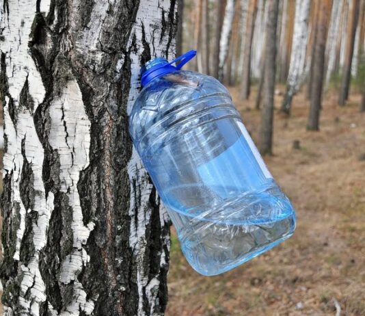 Розпочався збір березового соку: як це роблять