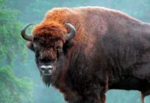 У диких умовах: як почувають себе зубри на Буковині