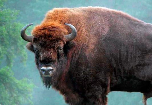 У диких умовах: як почувають себе зубри на Буковині