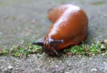 Нашестя рудих слимаків: що робити і як боротися зі шкідниками?