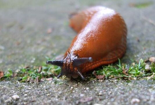 Нашествие рыжих улиток: что делать и как бороться с вредителями?