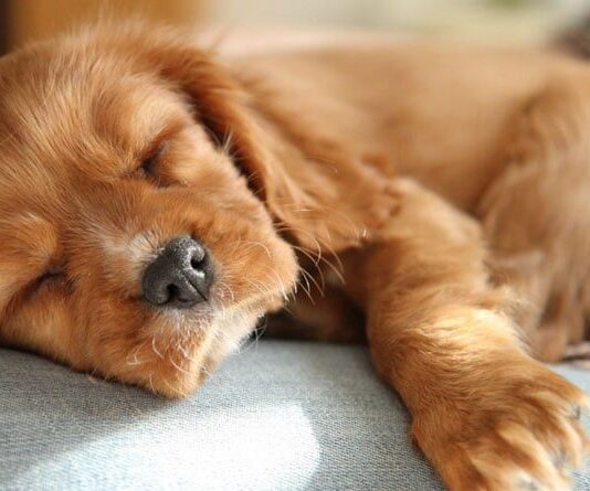 У Чернівцях на Гравітоні масово отруїли собак