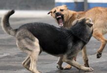 У Чернівцях спеціальна робоча група вирішуватиме проблему безпритульних тварин