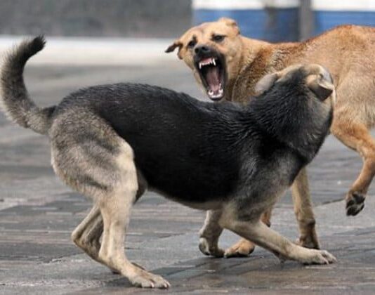 У Чернівцях спеціальна робоча група вирішуватиме проблему безпритульних тварин