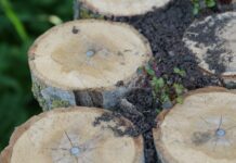 Невідомі незаконно зрубали дерева у парку «Жовтневий». На черзі – судове розслідування