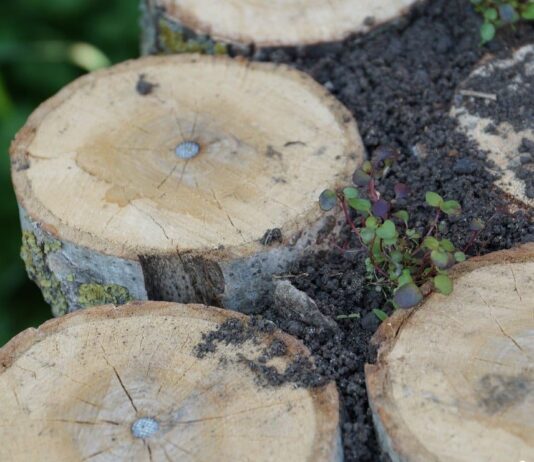 Невідомі незаконно зрубали дерева у парку «Жовтневий». На черзі – судове розслідування