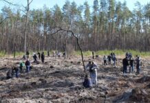 На Буковині у рамках акції «Озеленення України» посадили десятки тисяч дерев