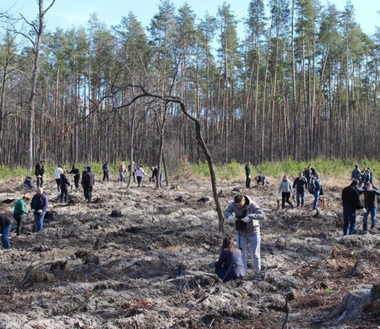 На Буковині у рамках акції «Озеленення України» посадили десятки тисяч дерев